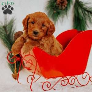 Charlie Brown, Mini Goldendoodle Puppy